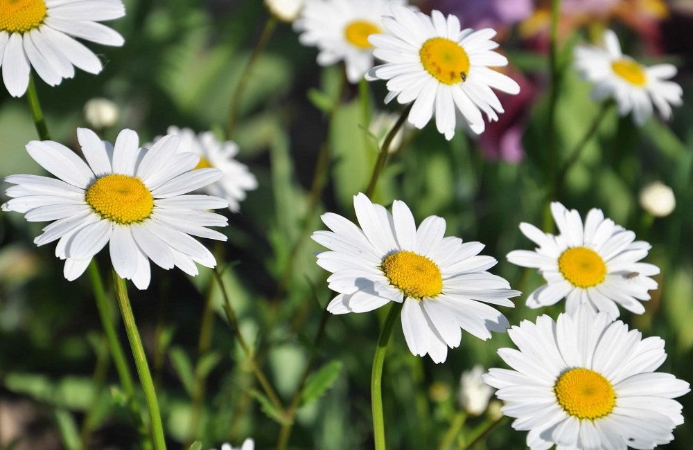 Different Flowers That Look Like Daisies