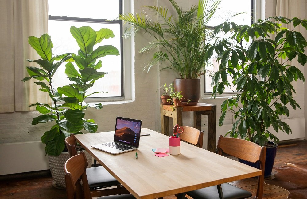 Plants For An Office With No Windows