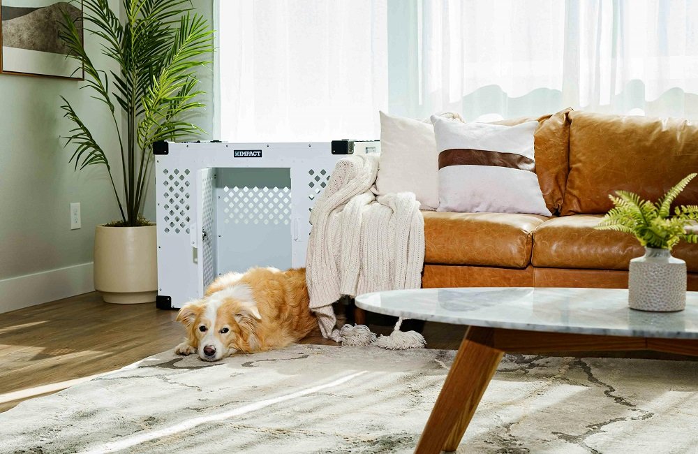 Dog Bedroom Ideas